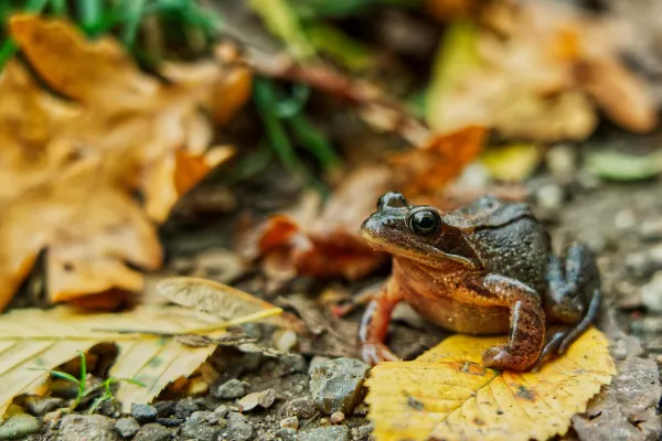 eine Kröte im Herbstlaub
